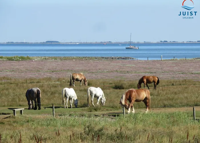 Haus Hamburg 181 1 * Juist